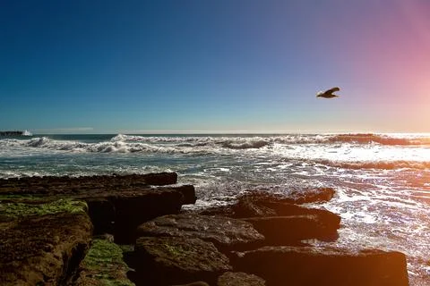 Seagulls in flight over the ocean Stock-Fotos