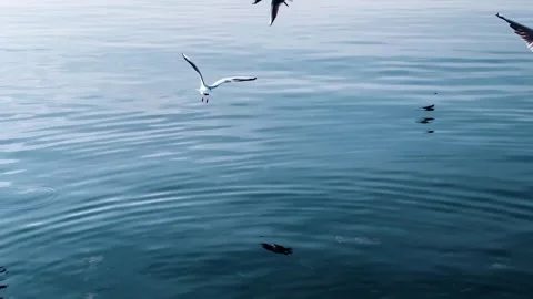 Seagulls in flight over a tranquil, blue body of water. 스톡 동영상 301072756