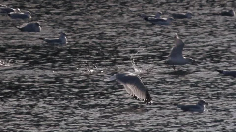 Seagulls in Flight Over Water Stock Footage 35517457