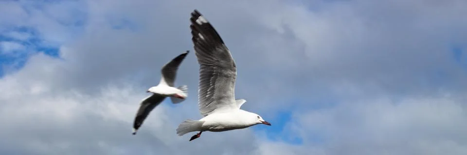 Seagulls in flight Stock Photos