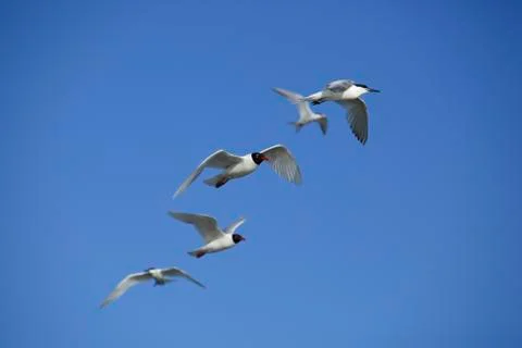 Seagulls in flight Stock Photos