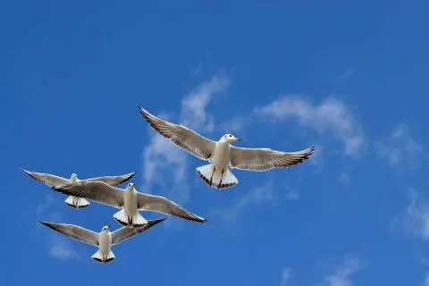 Seagulls in flight Stock Photos