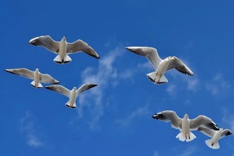 Seagulls in flight Stock Photos