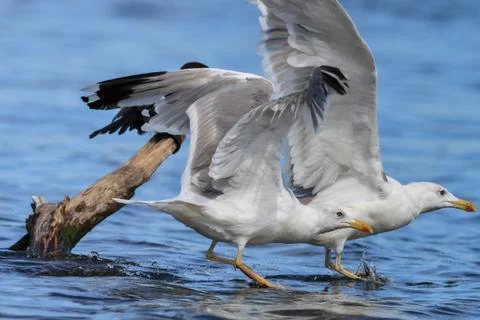 Seagulls in flight Stock Photos