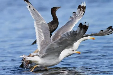 Seagulls in flight Stock Photos