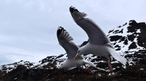 Seagulls in flight Stock Photos