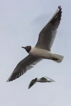 Seagulls in flight Stock Photos
