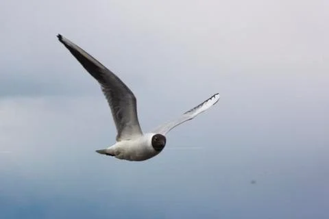 Seagulls in flight Stock Photos