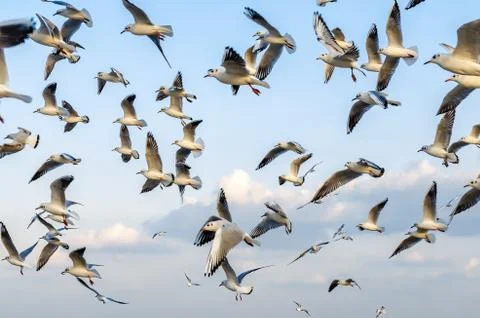 Seagulls on the flight Stock Photos