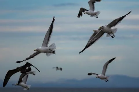 Seagulls in flight Stock Photos