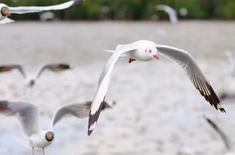 Seagulls in Flight Stock Photos