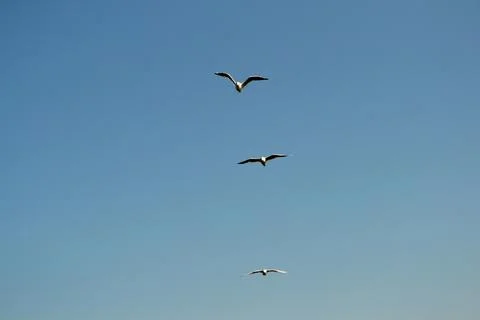 Seagulls in flight Stock Photos