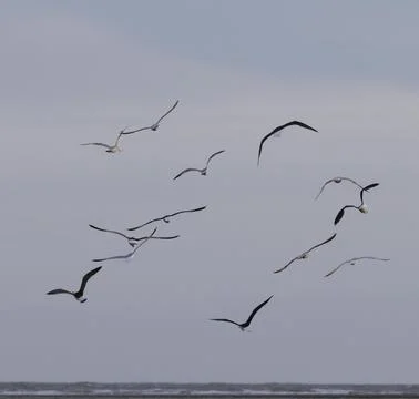 Seagulls in flight Stock Photos