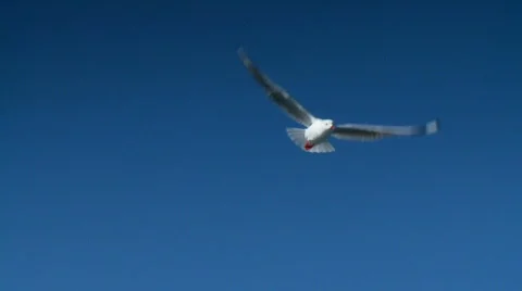 Seagulls in Flight  Slow Motion, Tern, Gull, Sea Bird Vídeos de archivo 494797