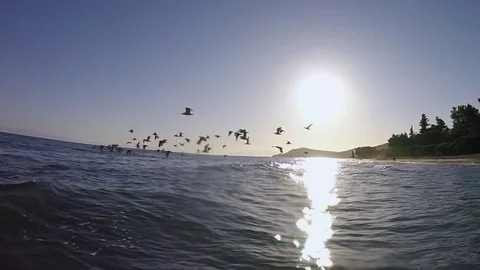 Seagulls In Flight Slow Motion, Tern, Gull, Sea Bird Stock Footage 80788999