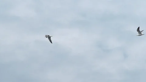 Seagulls in flight slowmo Stock Footage 129324177