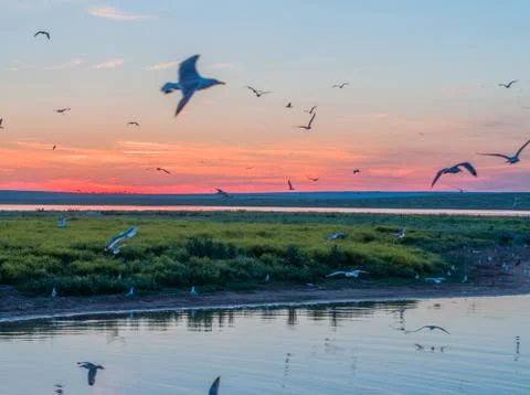 Seagulls in flight at sunset over an island in Russia Stock Photos