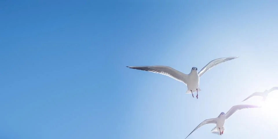 Seagulls float in the air. Bottom view of sea birds against a clear sky and b Stock Photos
