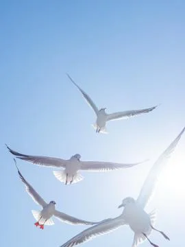 Seagulls float in the air. Bottom view of sea birds against a clear sky and b Stock Photos