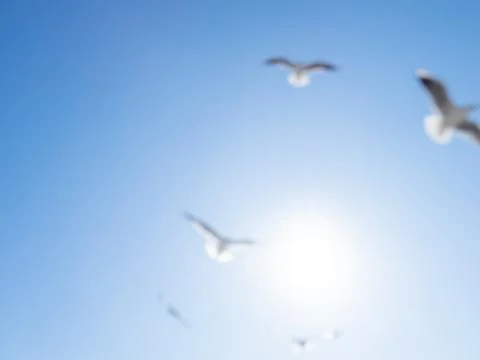 Seagulls float in the air. Bottom view of sea birds against a clear sky and b Stock Photos