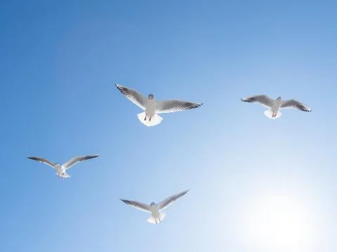 Seagulls float in the air. Bottom view of sea birds against a clear sky and b Stock Photos