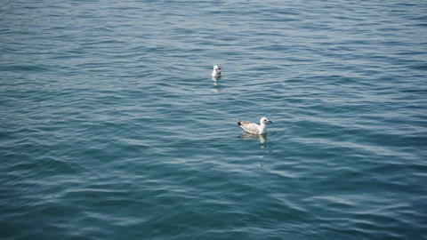 Seagulls float calmly on clear blue ocean water. Birds rest, navigate gentle sea Stock Footage 281410429