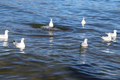 Seagulls float calmly on rippling blue water 스톡 사진