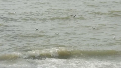 Seagulls float close to shore on waving sea surface Vidéo 79092051