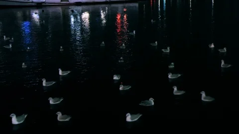 Seagulls float on Elbe river in Hamburg, Germany in winter. Shiny Lights reflect Stock Footage 102279485