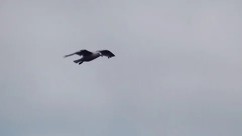 Seagulls float in the wind on IJsselmeer. Stock Footage 97207917