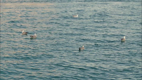 Seagulls Floating on Adriatic Sea Vídeo Stock 340506987