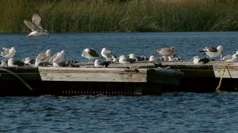 Seagulls On Floating Barge Stock Footage 10680446