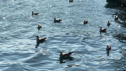 Seagulls floating on the Bosphorus water under bright sunlight Stock Footage 327249215