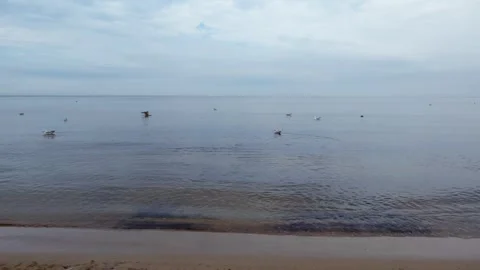 Seagulls floating on calm Baltic sea water along sandy Jurmala coast beach Stock Footage 344357549
