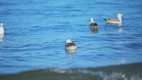 Seagulls floating on crystal blue sea water under warm sunlight and gentle Stock Footage 335486596
