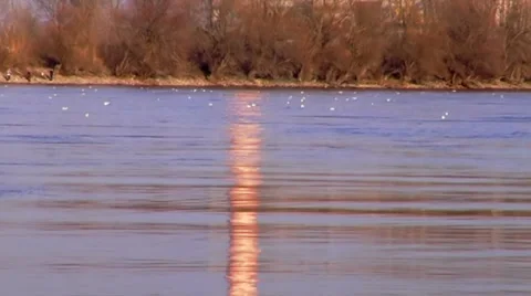 Seagulls floating. Video stock 34654138