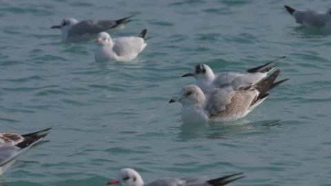 Seagulls floating on gentle sea waves Stock Footage 199269298