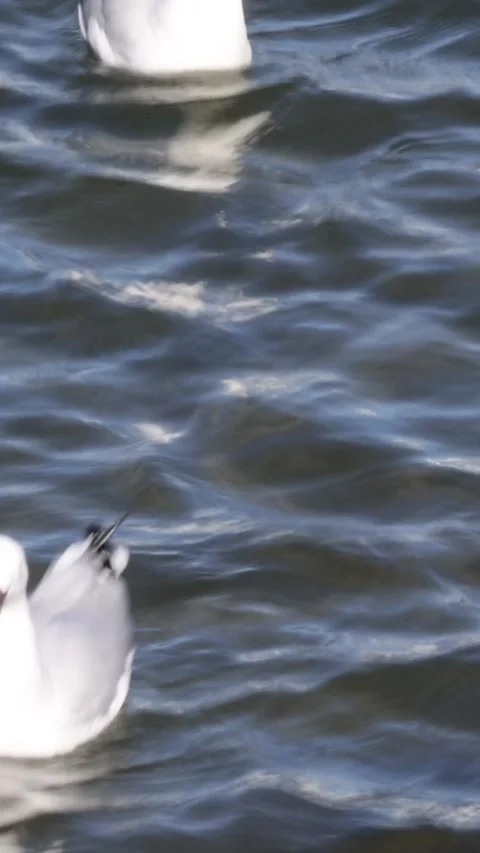 Seagulls Floating on Gentle Waves Vídeo Stock 305141375