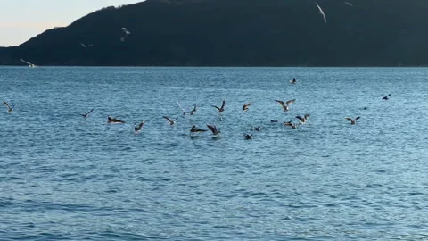 Seagulls floating in a large flock on a calm blue sea surface Vídeo Stock 335604021