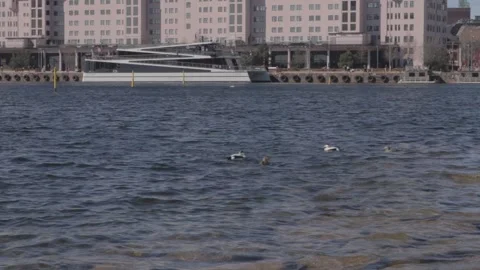 Seagulls Floating on Oslo Harbor With Modern Waterfront Skyline 库存影片 340960059