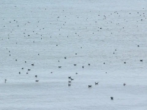 Seagulls floating on sea 動画素材 70864320
