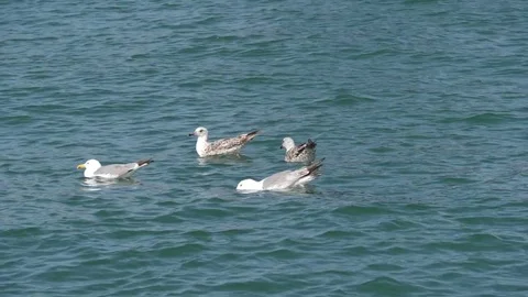 Seagulls floating in the sea Stock Footage 76851989