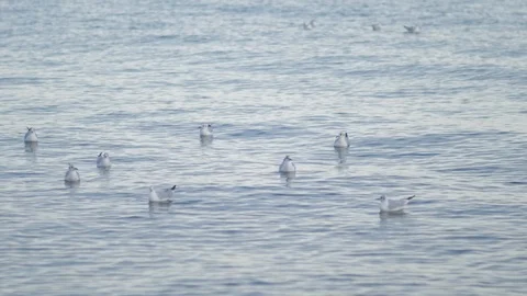 Seagulls Floating on the Sea Stock Footage 124050074