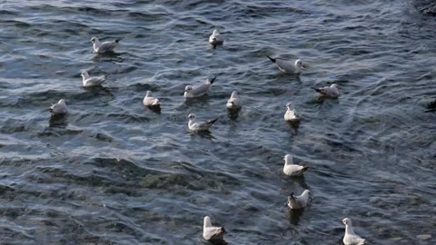 Seagulls floating in the sea Stock Footage 148753150