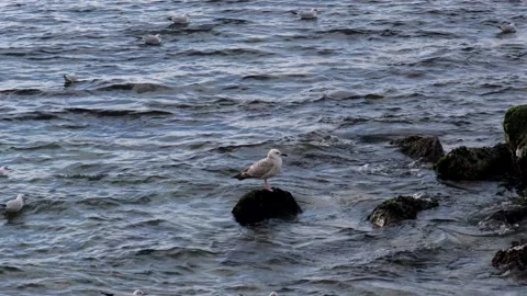 Seagulls floating in the sea Stock Footage 148753161