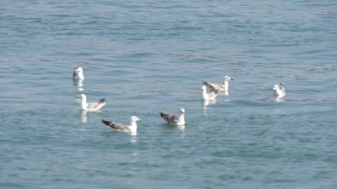 Seagulls floating in the sea slow motion Stock Footage 76890849