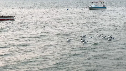 Seagulls floating on the sea surface Stock Footage 238719918