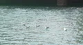 Seagulls floating on water in Barcelona's port 4k or 4k+ Resolution