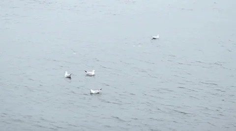 Seagulls floating on the water Stock Footage 35415043
