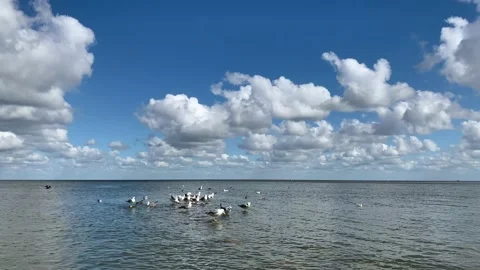 Seagulls floating on the water surface. Stock Footage 138242237